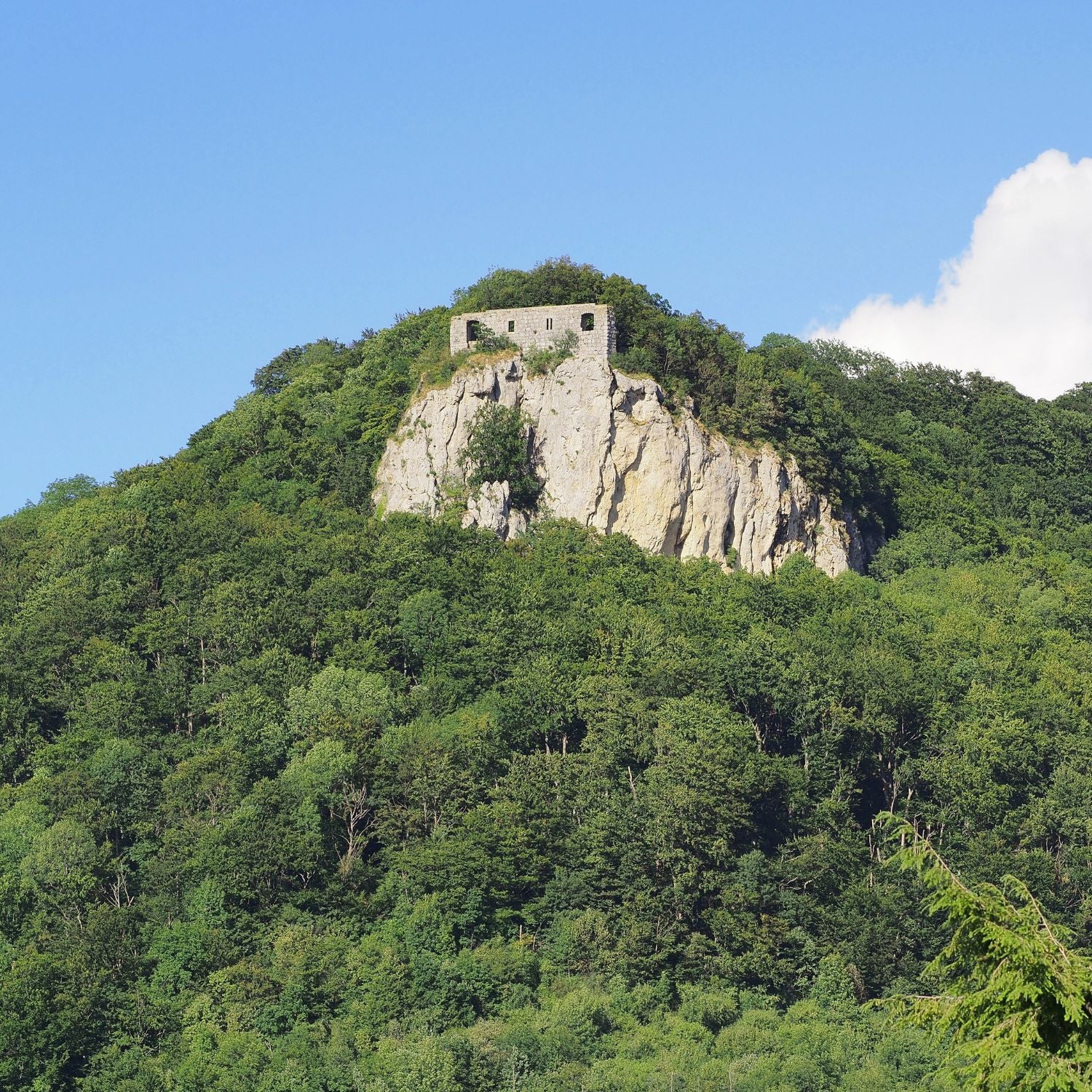 Rosenstein Heubach 2